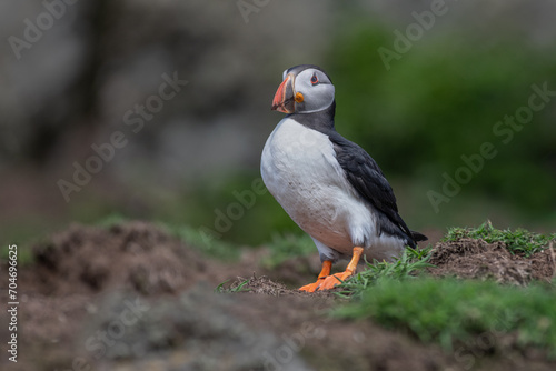 A portrait of an atlantic puffin, Fratercula arctica. It is standing proud on the ground. There is space for text around the bird © alan1951