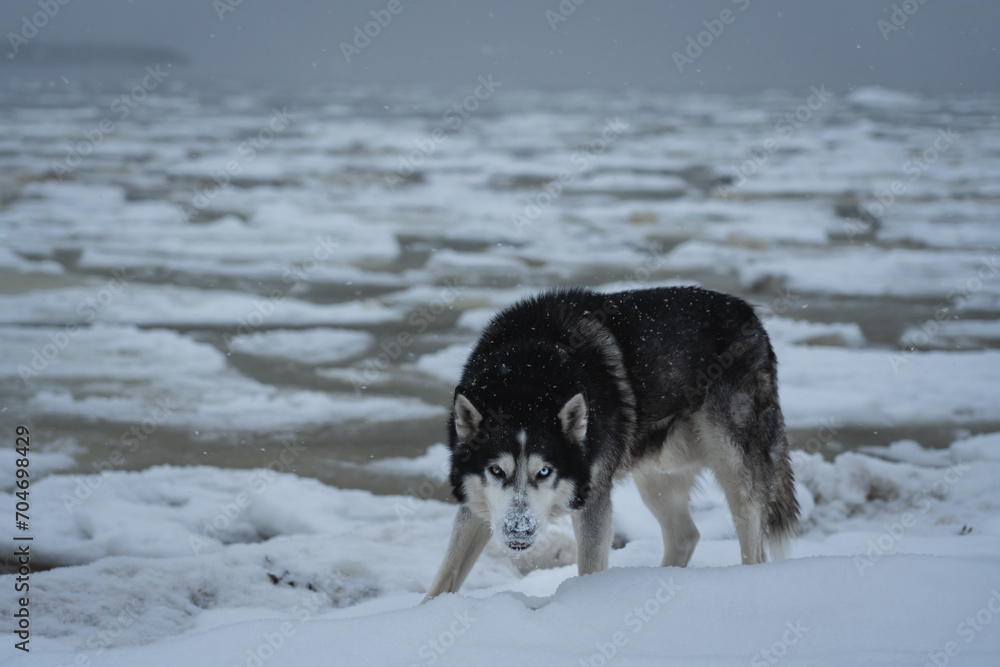 A menacing husky dog ​​with multi-colored eyes on an icy seashore on a winter day.