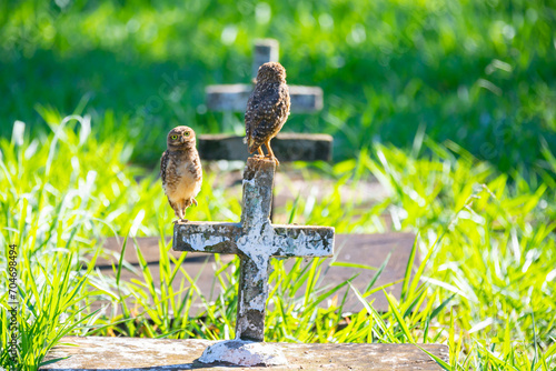 Burrowing owl (Athene cunicularia) perched on the cemetery cross