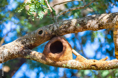 Nest of the João de Barro bird on the branch of the forest tree in the Brazilian cerrado biome photo
