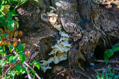 Wild mushroom growing in the Brazilian rainforest © Adilson