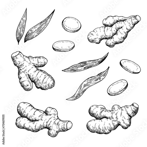 Set of ginger roots, slices and leaves in engraving style. Black and white ink illustration.