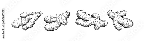Set of ginger roots in engraving style. Black and white ink illustration.