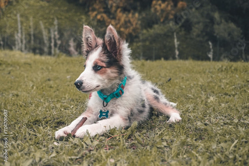 Cachorro de Border Collie Merle photo