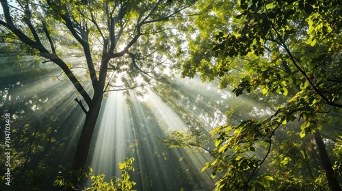  the sun shines through the leaves of a tree on a sunny day in a forested area of a wooded area.