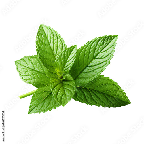 Fresh mint, Fresh mint leaves, transparent png, mint leaves isolated, transparent background cutout