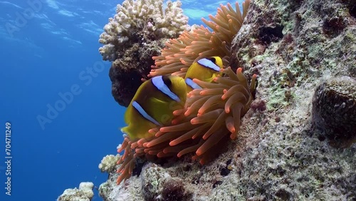 Anemone and clown fish on coral reef. Anemone and clown fish create living masterpiece on coral reef, attracting admirers from all around.