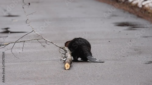 Northern Busy Beaver Saga,  Castor Canadensis Drags Branch on Algonquin Road, Pauses for Unique Chew in Ontario's Wilderness.  Wildlife Video.  photo