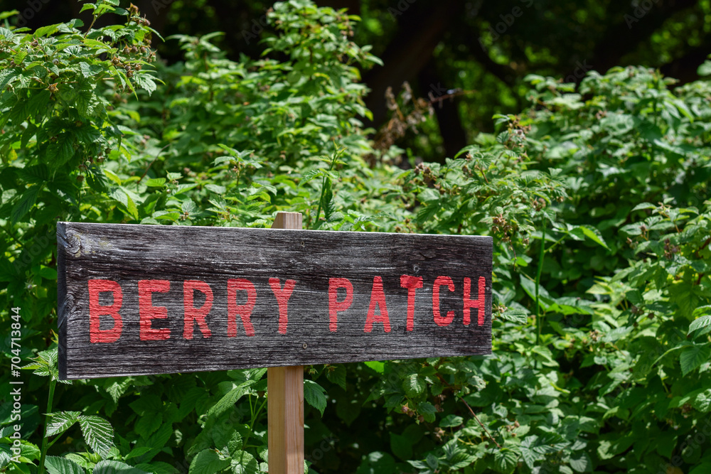 Wooden post berry patch sign among raspberry bushes