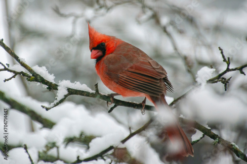 cardinal on a branch © Elizabeth