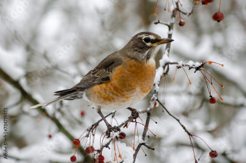 robin in snow