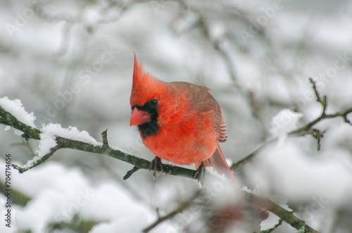 male cardinal in tree