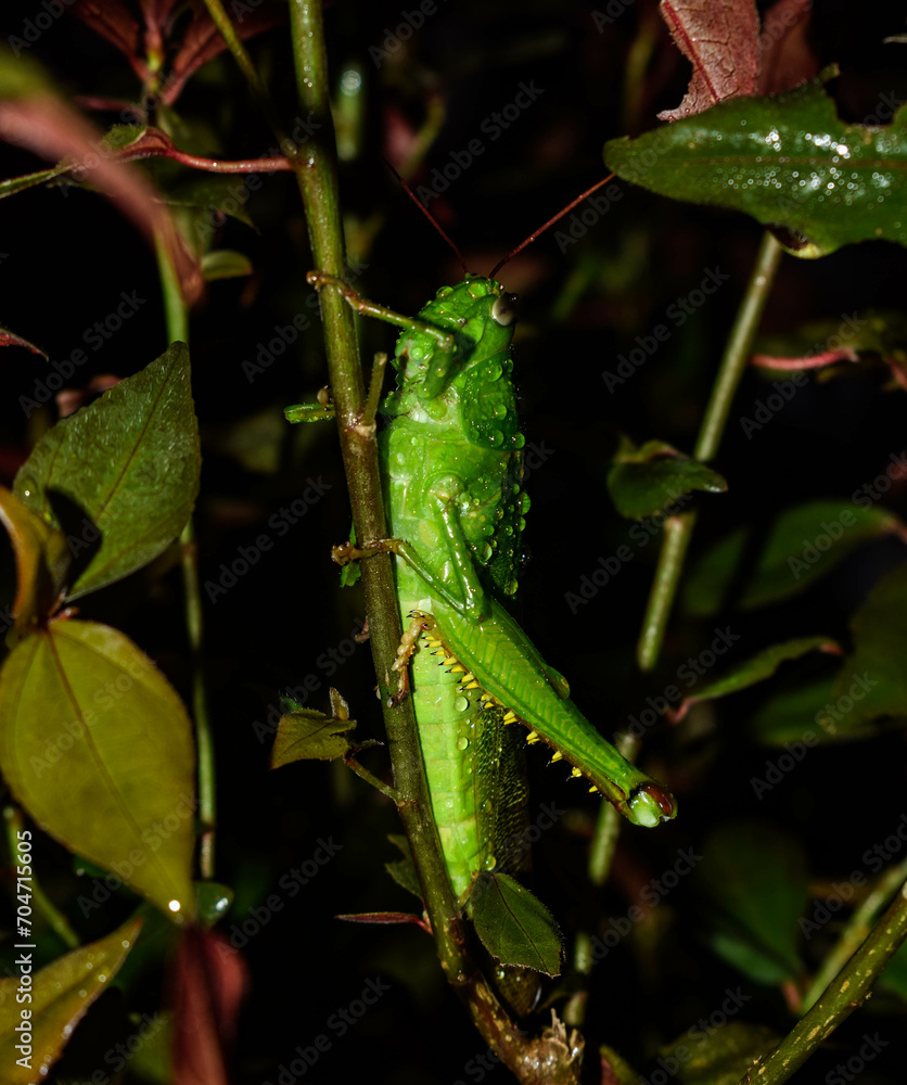 grasshopper on a leaf grasshopper on a leaf