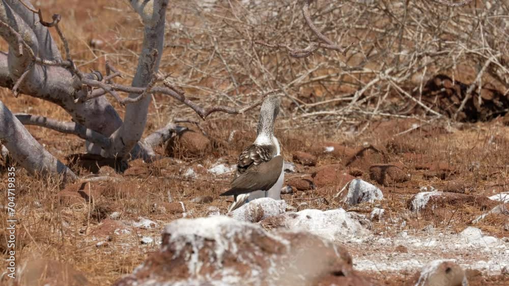 A Blue-footed booby (Sula nebouxii) looks after its young chick in the hot sun on North Seymour Island, near Santa Cruz in the Galapagos Islands. A Blue-footed booby (Sula nebouxii) looks after its young chick in the hot sun on North Seymour Island, near Santa Cruz in the Galapagos Islands.