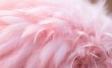 close up of pink flamingo feathers