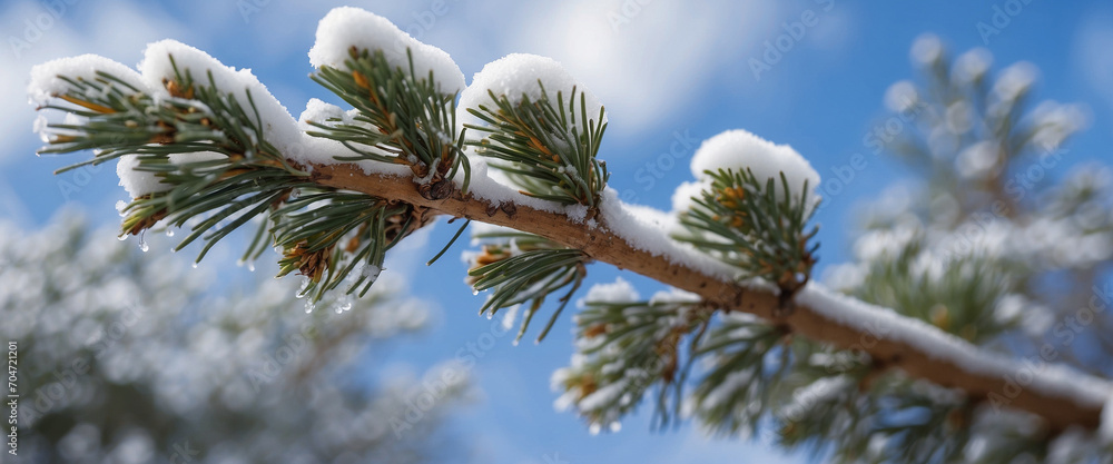 A winter scene showcasing a pine tree branch blanketed in snow on a sunny day, perfect for seasonal or natural-themed designs A winter scene showcasing a pine tree branch blanketed in snow on a sunny day, perfect for seasonal or natural-themed designs