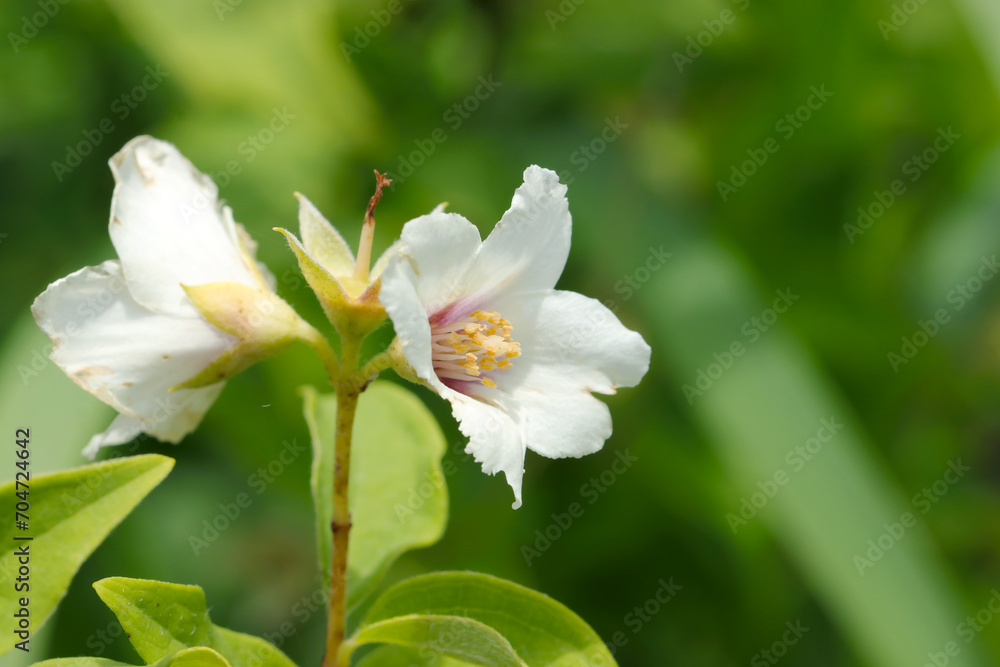 里山に咲く、香りがいサツマウツギのかわいらしい白花たち（自然光＋ストロボ、マクロ接写撮影）