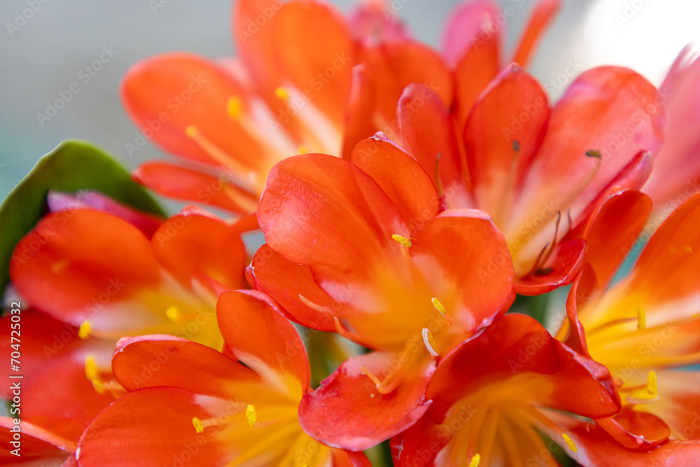 Orange lily flower