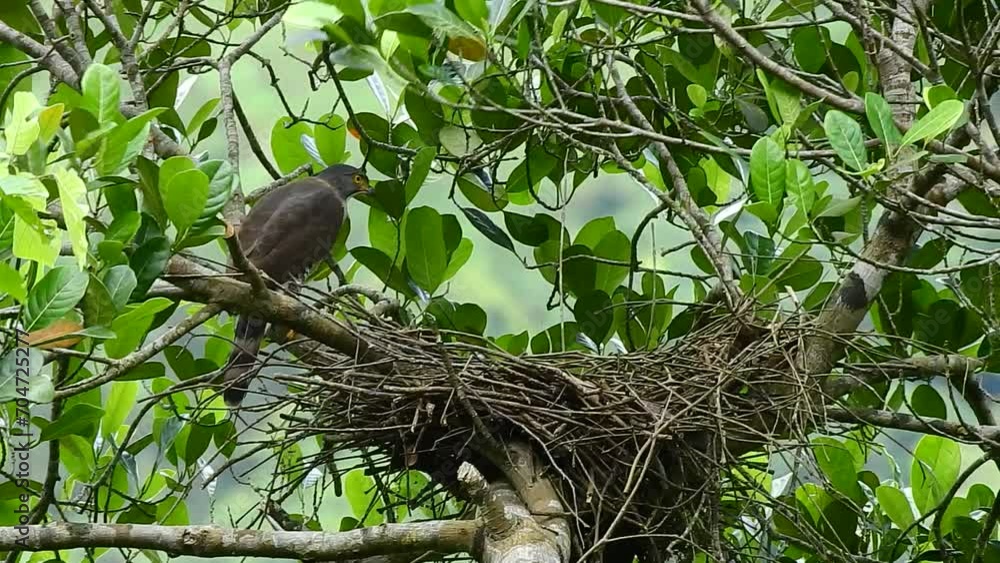 a crested goshawk eagle is on top of the nest a crested goshawk eagle is on top of the nest