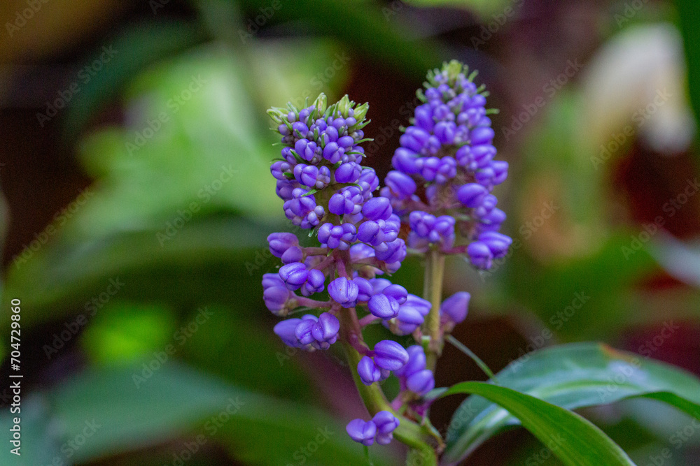 Gengibre azul ou Dichorisandra thyrsiflora Gengibre azul ou Dichorisandra thyrsiflora