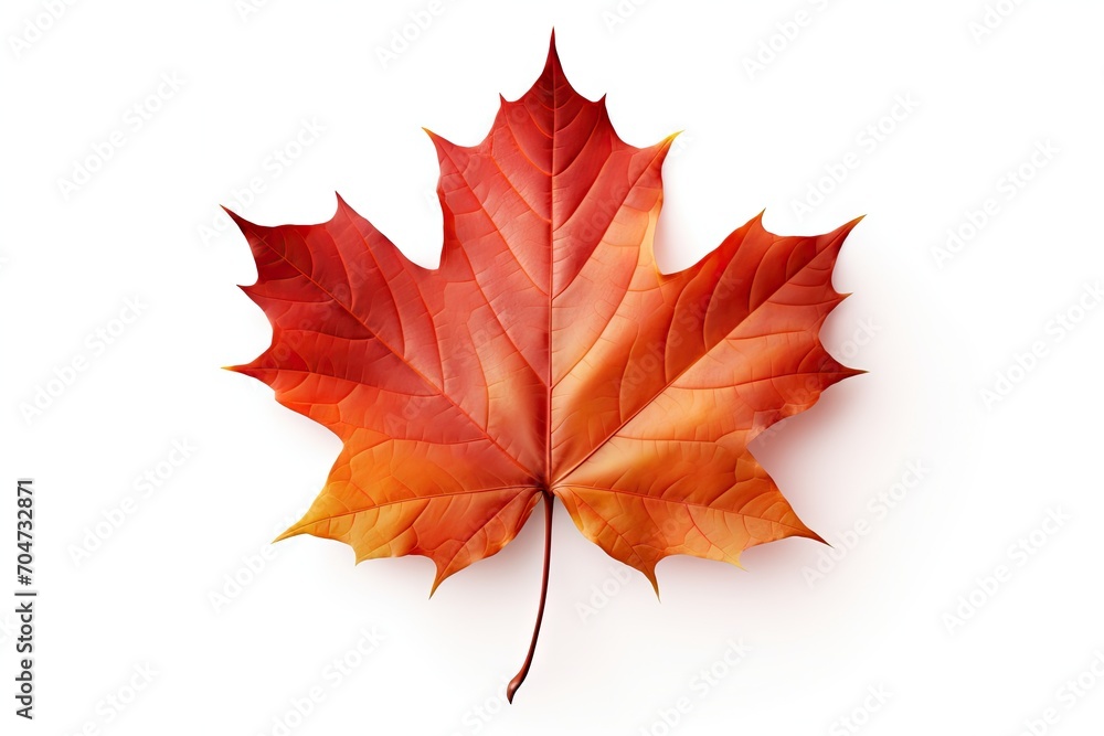 Fototapeta premium Maple leaf isolated on white background representing autumn