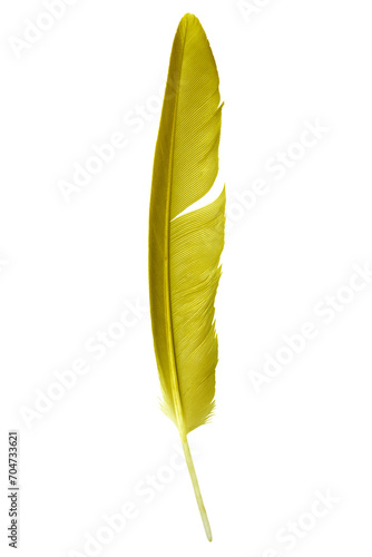 Beautiful yellow colors tone feather isolated on white background