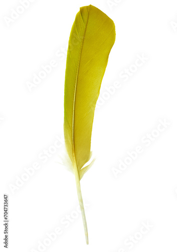 Beautiful yellow colors tone feather isolated on white background