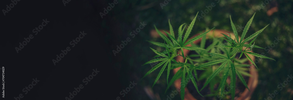 Banner Green weed Marijuana tree cannabis plant narcotic herbal in CBC greenhouse. Panorama Hemp leaf made cannabis crude oil medicine farm. CBC, THC herb agriculture Weed leaf Drug with copy space Banner Green weed Marijuana tree cannabis plant narcotic herbal in CBC greenhouse. Panorama Hemp leaf made cannabis crude oil medicine farm. CBC, THC herb agriculture Weed leaf Drug with copy space