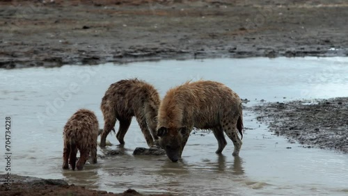 Spotted Hyenas eat a hippo carcus photo