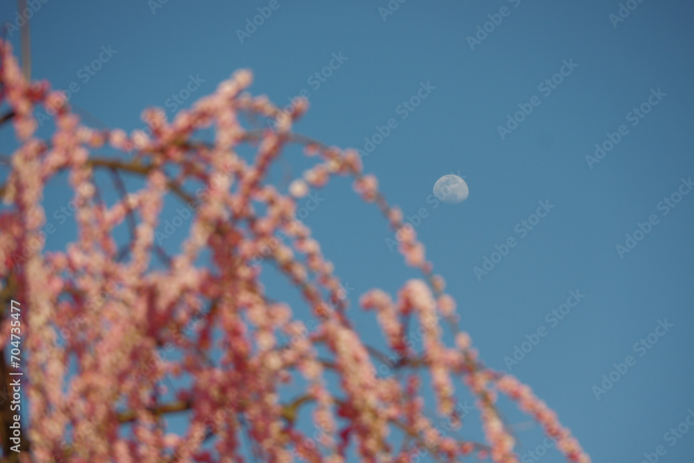 Fototapeta premium 月と梅と空