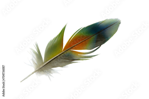 Beautiful macaw lovebird feather isolated on white background