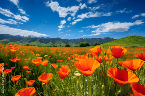 Beautiful spring landscape with poppy field and blue sky with clouds.