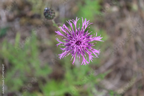 Fototapeta Greater knapweed wildflower bloom in Sece, Latvia