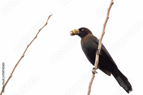 A common grackle (Quiscalus quiscula) with a peanut in southwest Florida photo