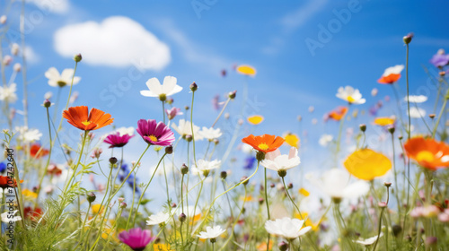 A vibrant field of colorful wildflowers blooms under a clear blue sky, symbolizing new beginnings and the beauty of spring.