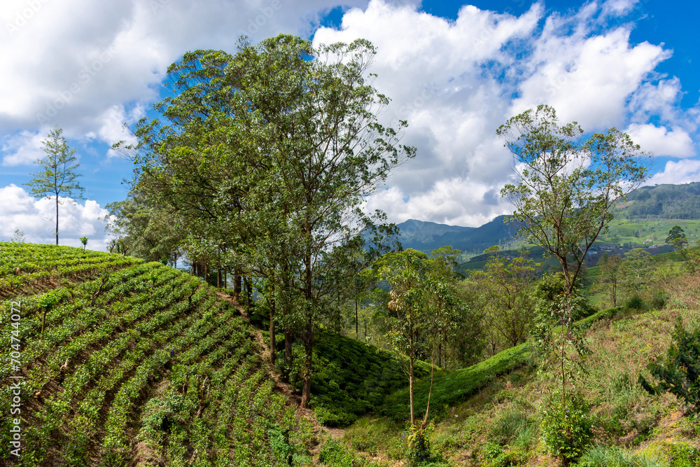 Beautiful highland nature of the island of Sri Lanka. Beautiful highland nature of the island of Sri Lanka.