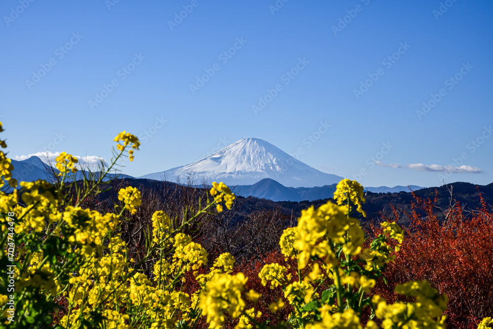 新春の富士山と吾妻山公園の菜の花　2