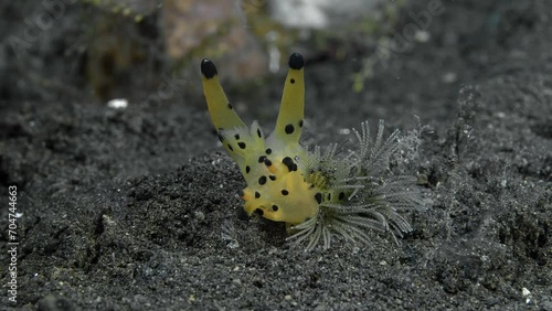 A yellow nudibranch sits on a hydroid growing on the sandy bottom of a tropical sea and eats it. 
Black-Tipped Thecacera (Thecacera sp.) 20 mm. ID: orange with black-tipped appendages. photo