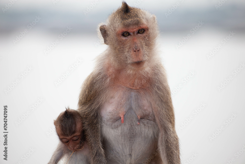 Fototapeta premium 可愛いサル