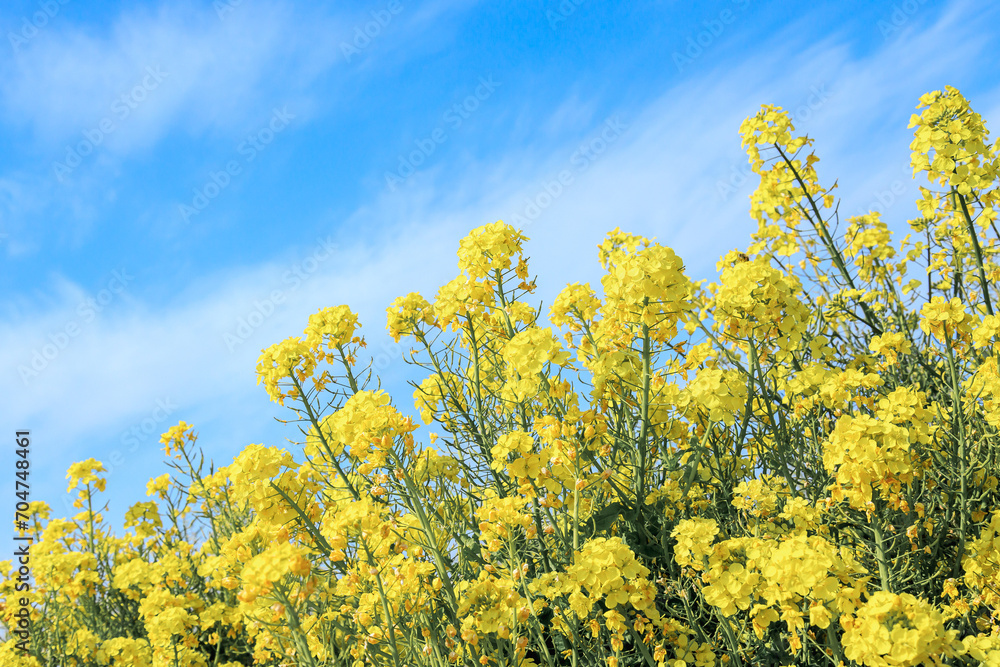 	青空に咲く菜の花