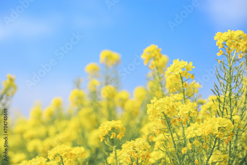 青空に咲く菜の花のアップ
