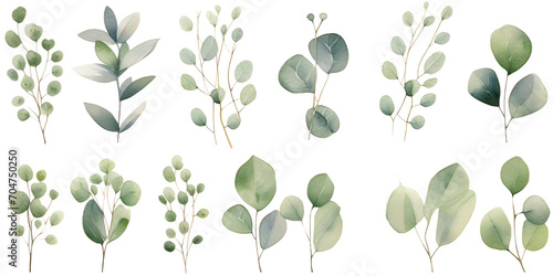 Watercolor eucalyptus round leaves and branches set. Hand painted baby, seeded and silver dollar eucalyptus elements 