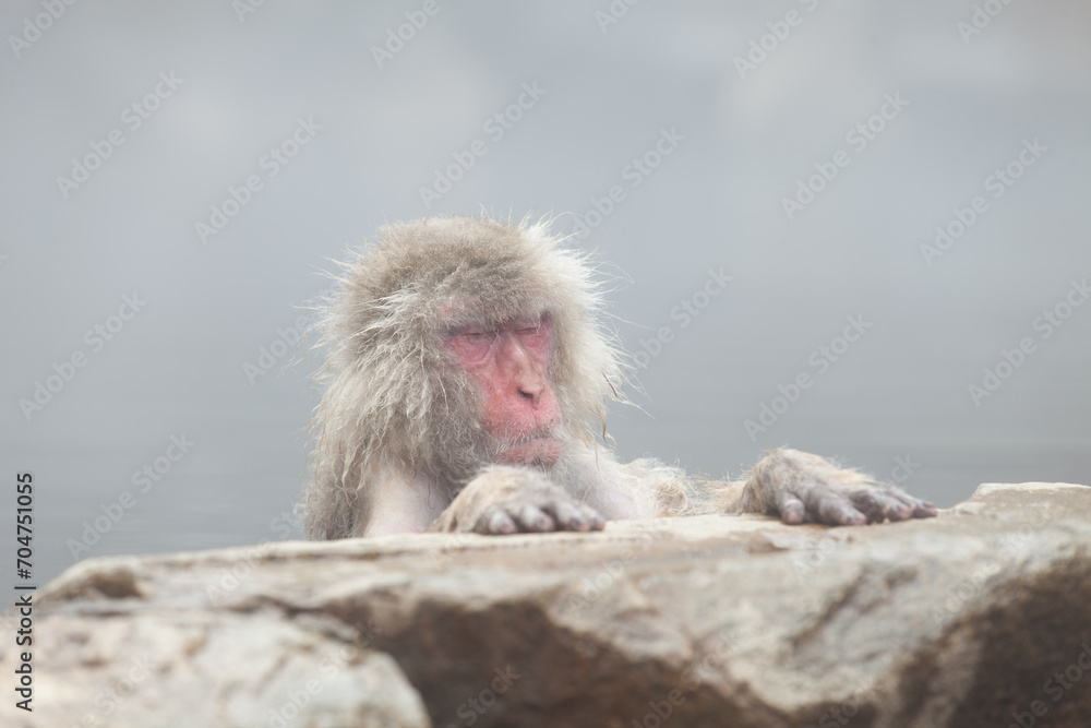 Naklejka premium 温泉に入る猿