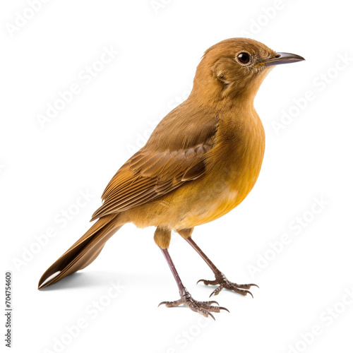 A one brown animal , perfect exuberant smooth soft light gradient consistent clear color image isolate on transparency background png  © Sim