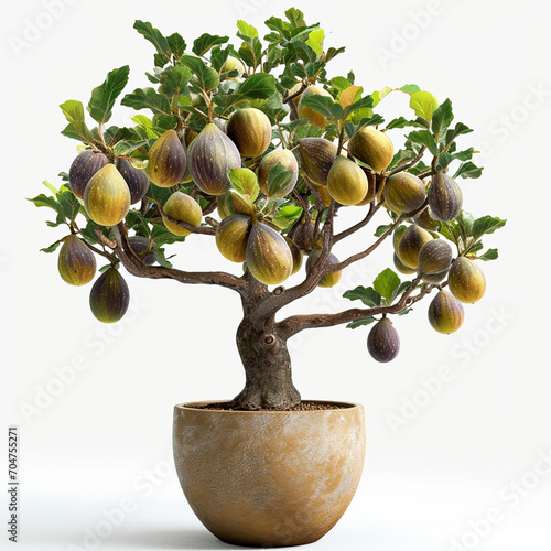 Wallpaper Mural The potted fig tree is full of fruit Torontodigital.ca