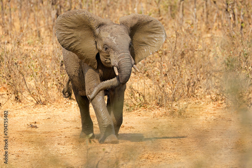 An aggressive African elephant (Loxodonta africana), Kruger National Park, South Africa. © EcoView