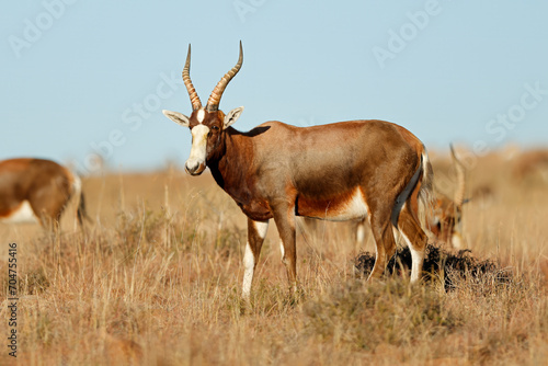 A blesbok antelope (Damaliscus pygargus) in grassland, Mountain Zebra National Park, South Africa.