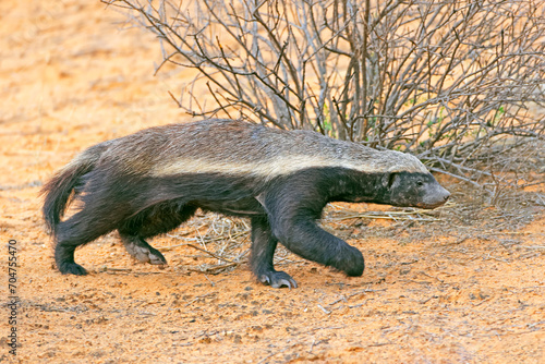 Foto A honey badger (Mellivora capensis) in natural habitat, Kalahari desert, South Africa
