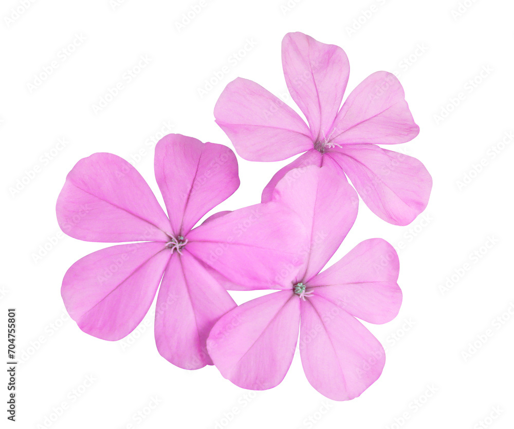 White plumbago or Cape leadwort flower. Close up pink flower bouquet isolated on transparent background.