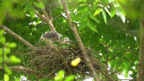 two crested goshawk chicks are in the nest, waiting for their parents to come with food photo